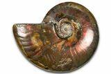 Polished Red Flash Ammonite (Cleoniceras) Fossil - Madagascar #367712-1